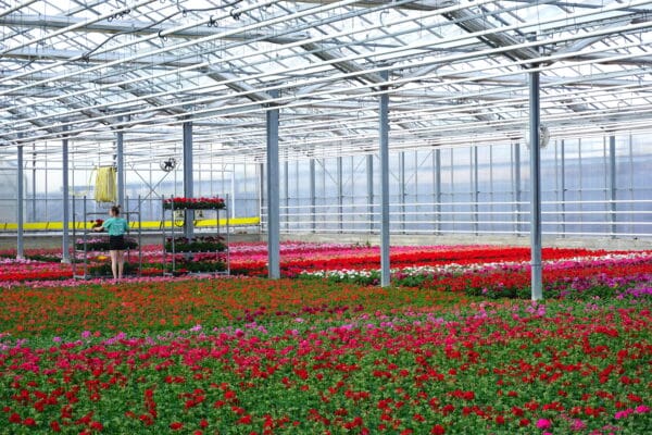 production geraniums